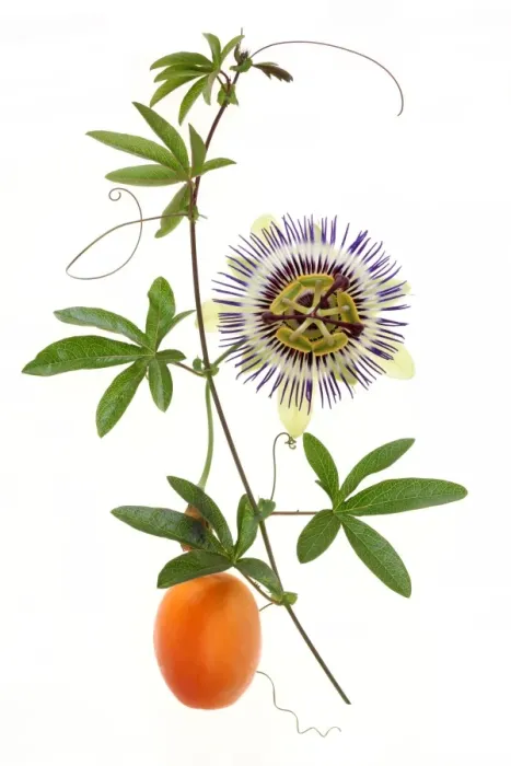 Framed Print : Passion fruit and flower Framed Print : Passion fruit and flower