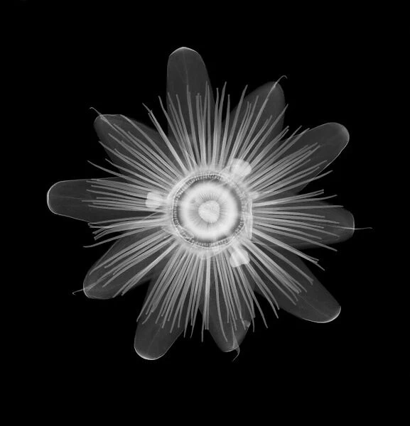Passion flower head (Passiflora caerulea), X-ray