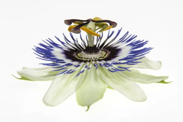Framed Print : Passion Flower -Passiflora- Framed Print : Passion Flower -Passiflora-