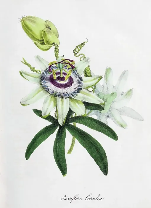 Framed Print : Passion-flower (Passiflora), from Plantae Utiliores or Illustrations of useful plants, hand-colored print by Mary Ann Burnett, 1842 Framed Print : Passion-flower (Passiflora), from Plantae Utiliores or Illustrations of useful plants, hand-colored print by Mary Ann Burnett, 1842