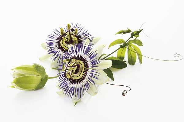 Passion flower (Passifloraceae), with tendrils and leaves