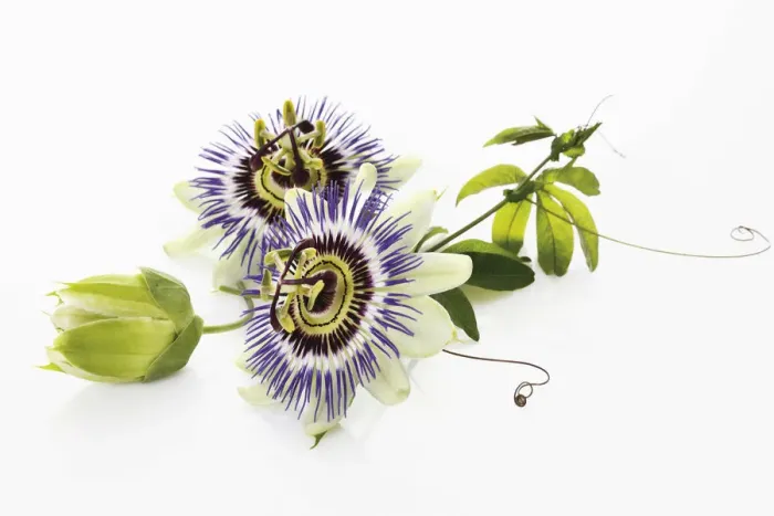Framed Print : Passion flower (Passifloraceae), with tendrils and leaves Framed Print : Passion flower (Passifloraceae), with tendrils and leaves