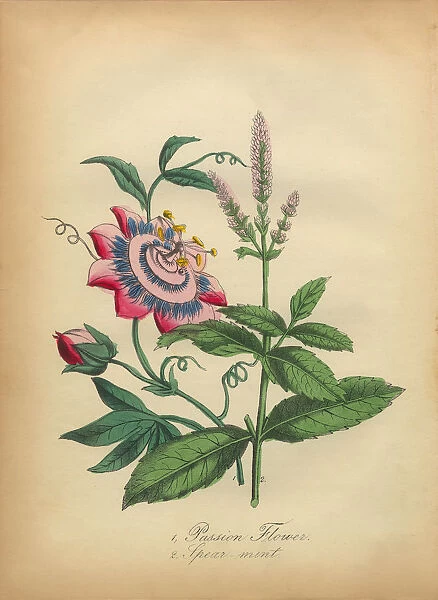 Passion Flower and Spearmint Victorian Botanical Illustration