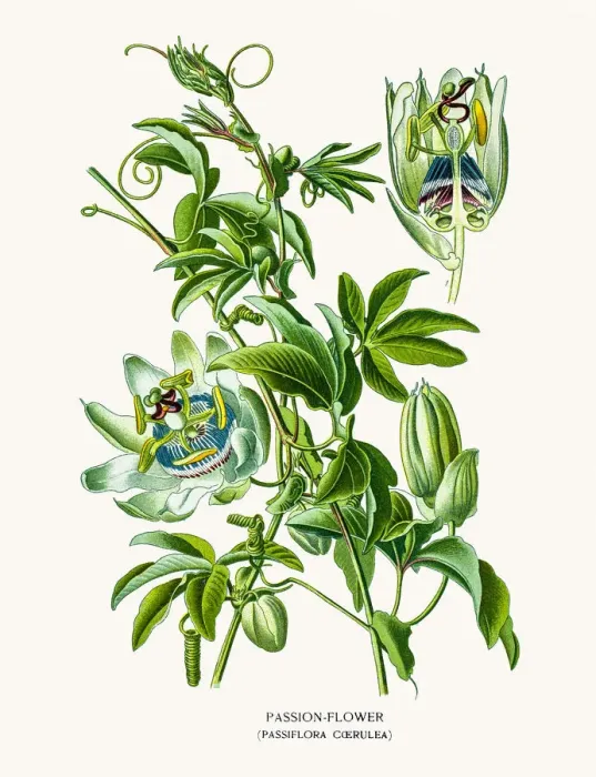 Framed Print : Passion fruit flower Framed Print : Passion fruit flower