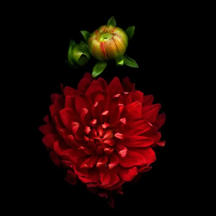 Framed Print : PASSIONATA in RED, Dahlia and buds Framed Print : PASSIONATA in RED, Dahlia and buds
