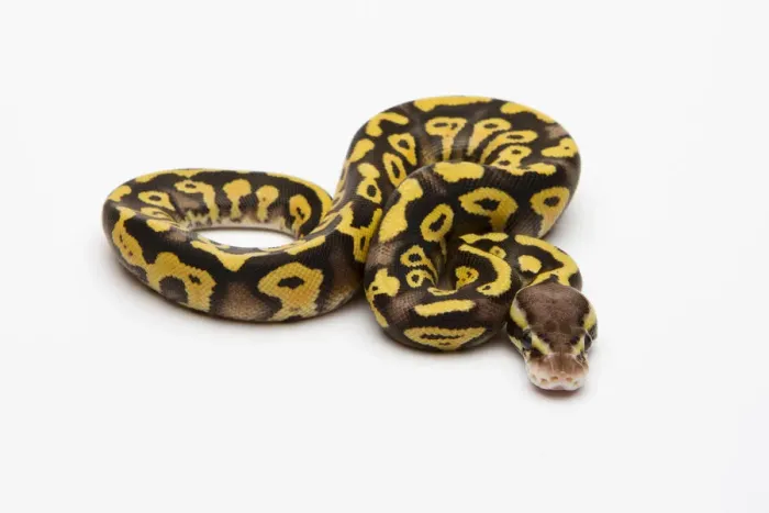 Framed Print : Pastel Phantom Yellow Belly Ball Python or Royal Python -Python regius-, male
