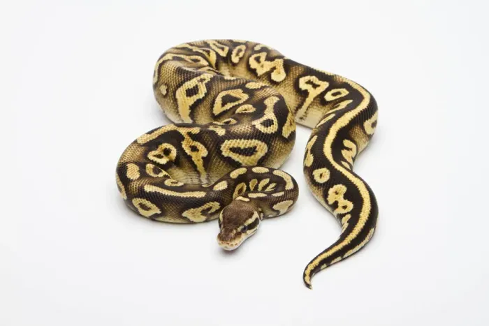 Framed Print : Pastel Phantom Yellow Belly Ball Python or Royal Python -Python regius-, female