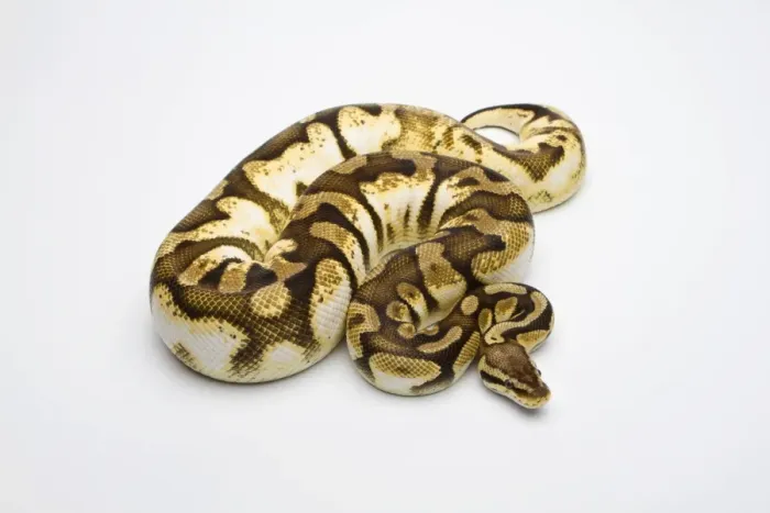 Framed Print : Pastel Sugar Ball Python or Royal Python -Python regius-, female Framed Print : Pastel Sugar Ball Python or Royal Python -Python regius-, female