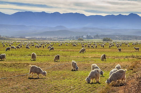 A pastoral scene of Angora goats grazing on the lands with the Swartberg mountains in the distance