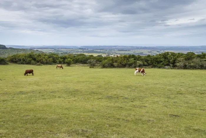 Framed Print : Pastoral scene in the farmlands of Eastern Cape