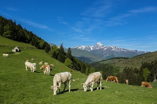 Pasture in the col d Aspin, Hautes Pyrenees, France