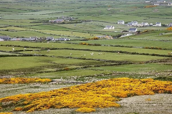 Pasture land around Doolin, Burren, County Clare, Ireland, Europe