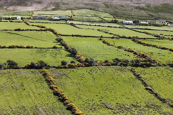 Pasture landscape with hedges, Dingle Peninsula, County Kerry, Ireland, British Isles, Europe