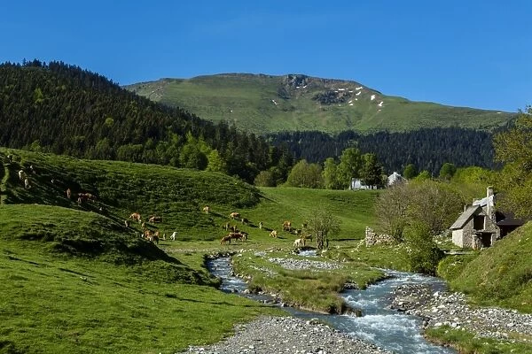 Pasture near the col d Aspin, Hautes Pyrenees, France