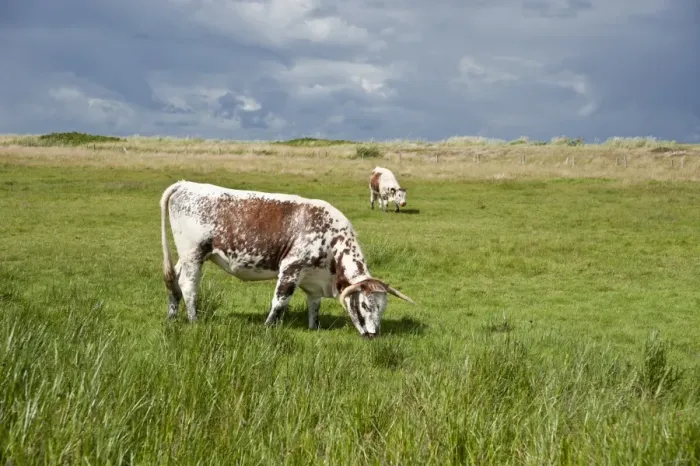 Framed Print : Pasture in the salt marsh nature reserve, Hohwacht Bay, Behrensdorf, Schleswig-Holstein, Germany, Europe Framed Print : Pasture in the salt marsh nature reserve, Hohwacht Bay, Behrensdorf, Schleswig-Holstein, Germany, Europe