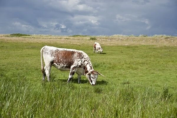 Pasture in the salt marsh nature reserve, Hohwacht Bay, Behrensdorf, Schleswig-Holstein, Germany, Europe