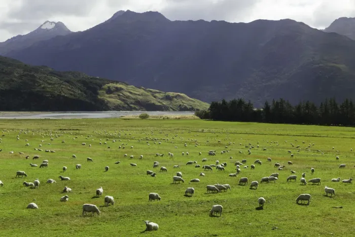 Framed Print : pasture with sheep grazing, New Zealand Framed Print : pasture with sheep grazing, New Zealand