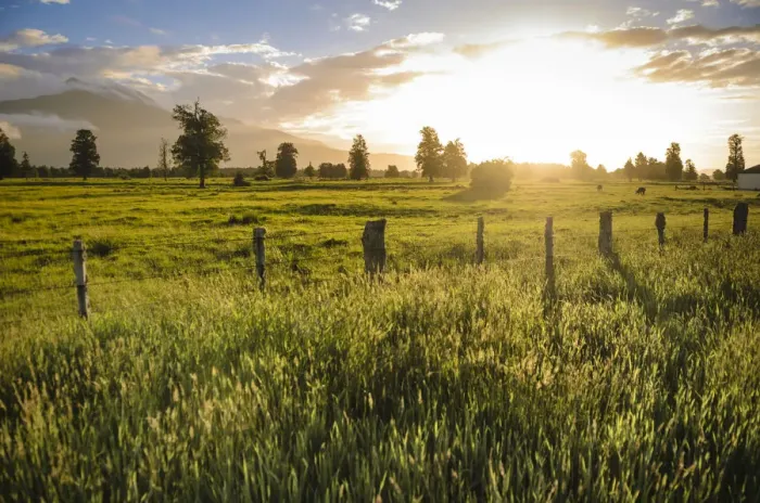 Framed Print : Pasture at sunset, South Island, New Zealand Framed Print : Pasture at sunset, South Island, New Zealand