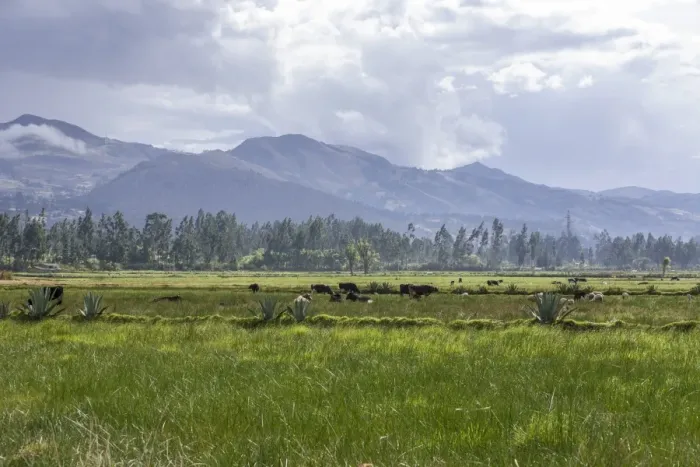 Framed Print : Pastures of the farm of La Collpa, Cajamarca, Peru, South America