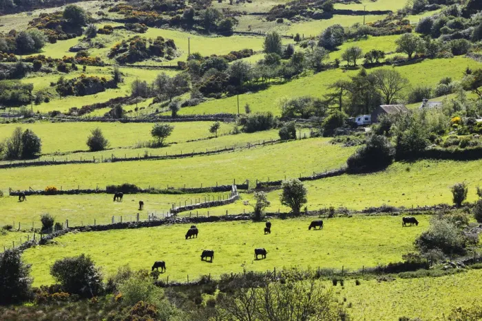 Framed Print : Pastures with grazing cattle, Mourne Mountains, County Down, Northern Ireland, Ireland, Great Britain, Europe Framed Print : Pastures with grazing cattle, Mourne Mountains, County Down, Northern Ireland, Ireland, Great Britain, Europe