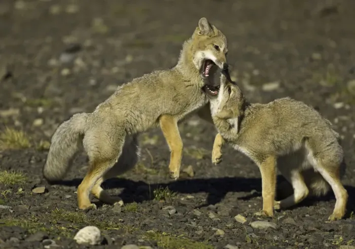 Framed Print : Patagonia foxes, Chile