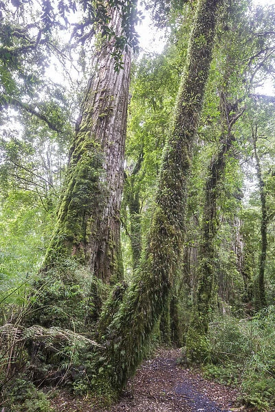 Patagonian Cypress, Chilean False Larch or Alerce -Fitzroya cupressoides-, Pumalin Park, Chaiten, Los Lagos Region, Chile