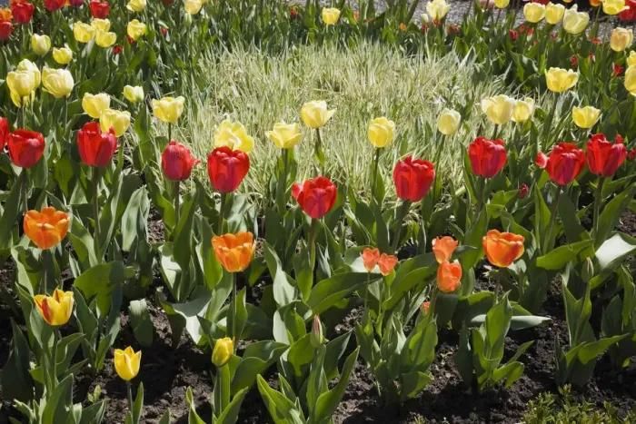 Framed Print : A patch of light coloured grass serves as the focal point in a bed of assorted coloured Tulips -Tulipa- in a spring garden, Laurentians, Quebec, Canada