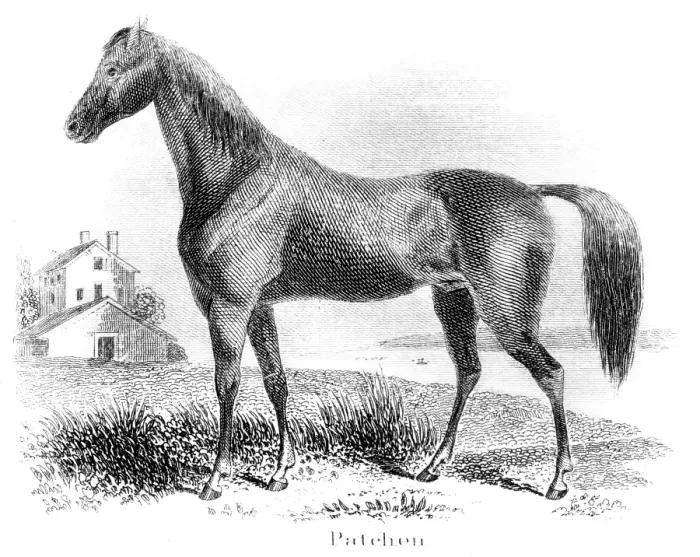 Framed Print : Patchen horse engraving 1873