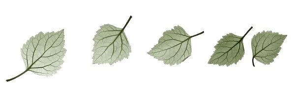 Patchouli leaves (Pogostemon cablin), X-ray