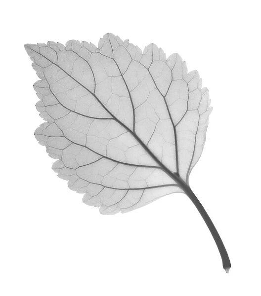 Patchouli sp. leaf, X-ray