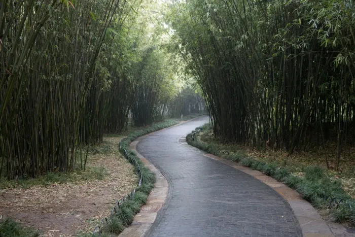 Framed Print : Path of Bamboo Grove, Yangzhou, Jiangsu, China Framed Print : Path of Bamboo Grove, Yangzhou, Jiangsu, China
