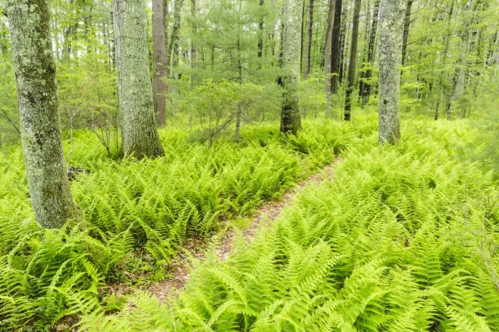 Framed Print : Path through ferns in forest at Striar Conservancy, Halifax, Massachusetts, USA Framed Print : Path through ferns in forest at Striar Conservancy, Halifax, Massachusetts, USA