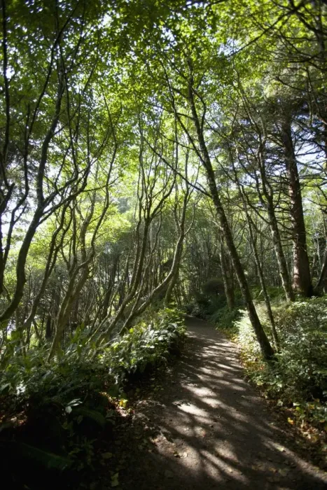 Framed Print : The Path To Florencia Bay In Pacific Rim National Park Near Tofino; British Columbia Canada Framed Print : The Path To Florencia Bay In Pacific Rim National Park Near Tofino; British Columbia Canada