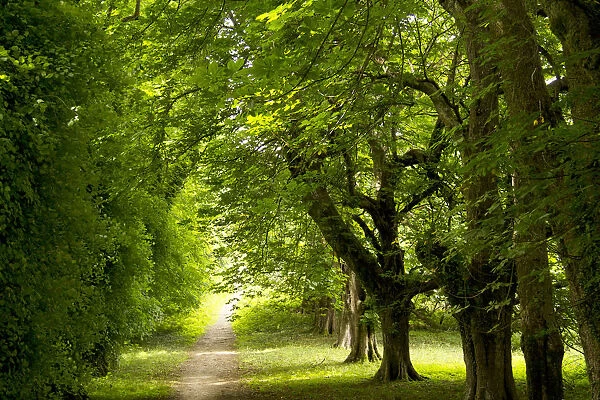 Path thru forest in Killarney National Park
