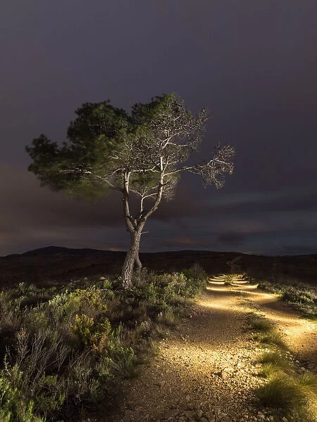 Path lit with ligh panting at night