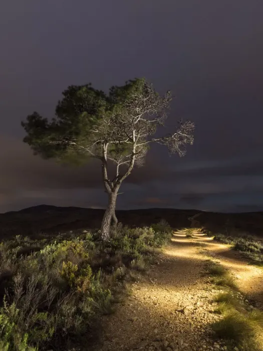 Framed Print : Path lit with ligh panting at night Framed Print : Path lit with ligh panting at night