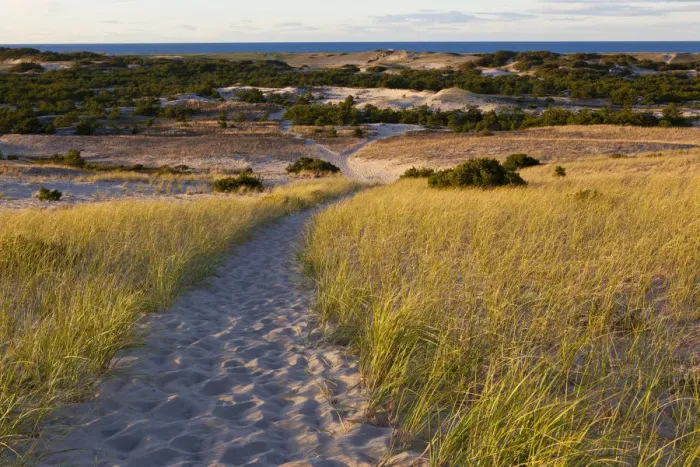 Framed Print : Path through Provinceland Dunes, Provincetown, Cape Cod National Seashore, Massachusetts, USA