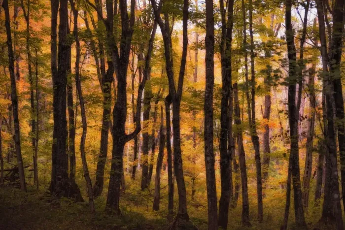 Framed Print : A pathway through Pictured Rocks National Lake Shore near Chapel Falls. Along the way you pass through this enchanting forest Framed Print : A pathway through Pictured Rocks National Lake Shore near Chapel Falls. Along the way you pass through this enchanting forest