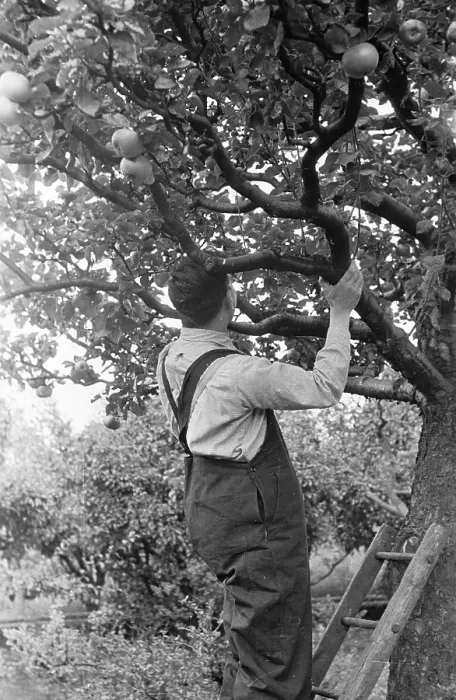 Framed Print : Patient. 23rd November 1946: Patient working in the orchard Original Publication Framed Print : Patient. 23rd November 1946: Patient working in the orchard Original Publication