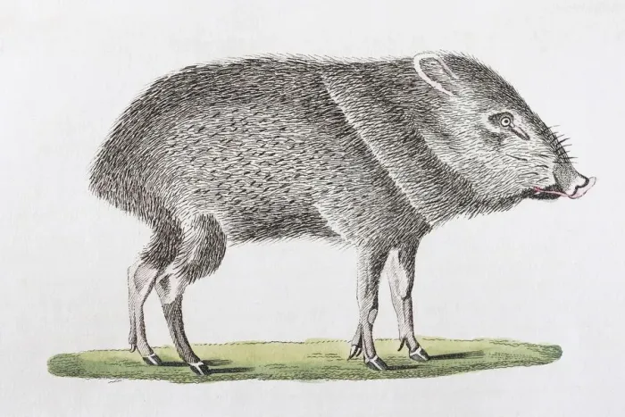 Framed Print : Patira (Dicotyles torquatus), hand-coloured copperplate engraving from Friedrich Justin Framed Print : Patira (Dicotyles torquatus), hand-coloured copperplate engraving from Friedrich Justin