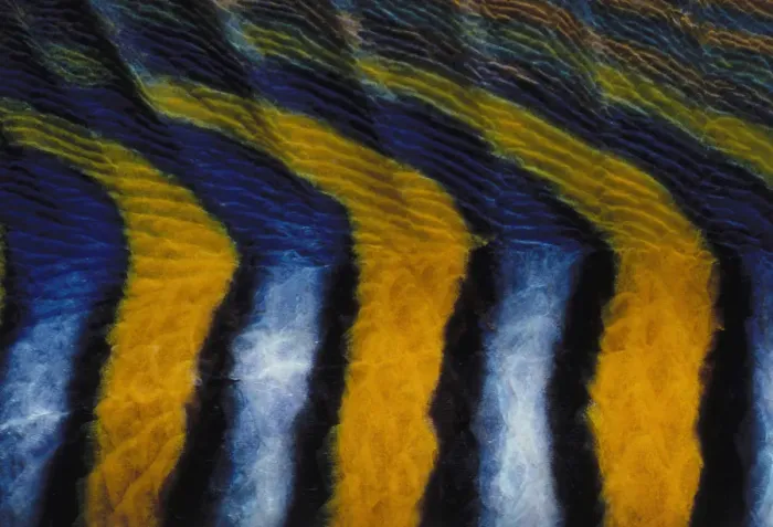 Framed Print : Pattern on Royal Angelfish Framed Print : Pattern on Royal Angelfish