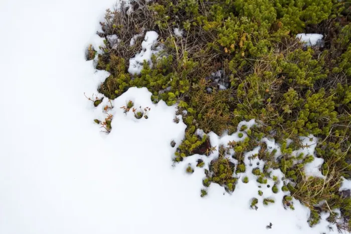 Framed Print : Pattern of snow and plants