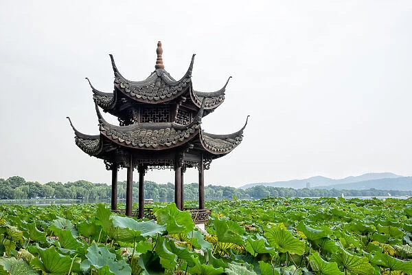 Pavilion in lotus field at West lake, Hangzhou