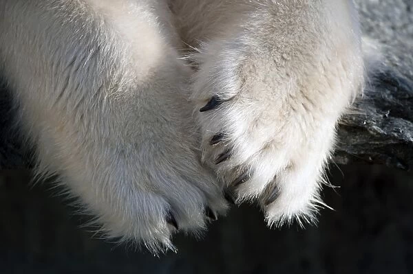 Paws and claws, Polar Bear -Ursus maritimus-, captive