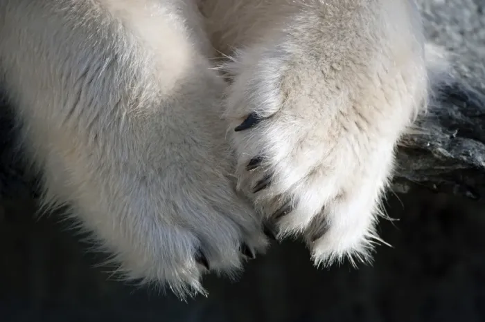 Framed Print : Paws and claws, Polar Bear -Ursus maritimus-, captive Framed Print : Paws and claws, Polar Bear -Ursus maritimus-, captive