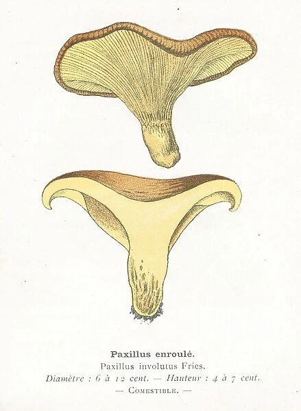 Paxillus mushroom engraving 1895