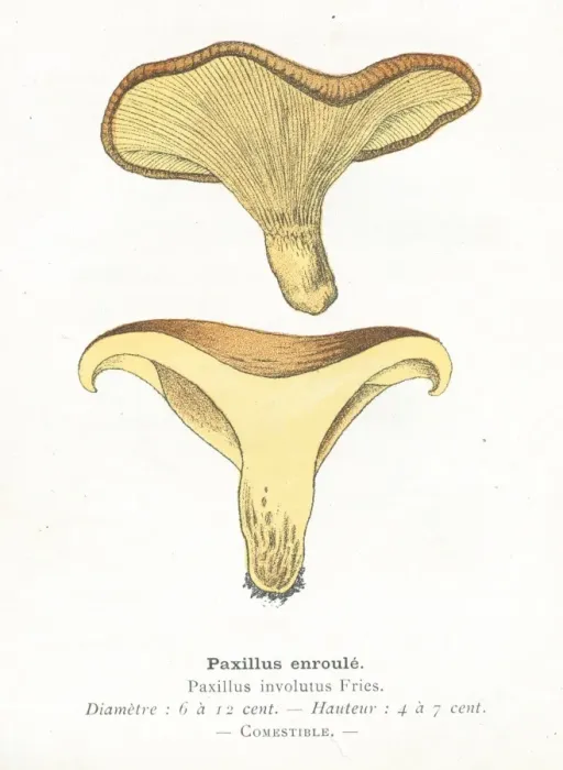 Framed Print : Paxillus mushroom engraving 1895 Framed Print : Paxillus mushroom engraving 1895
