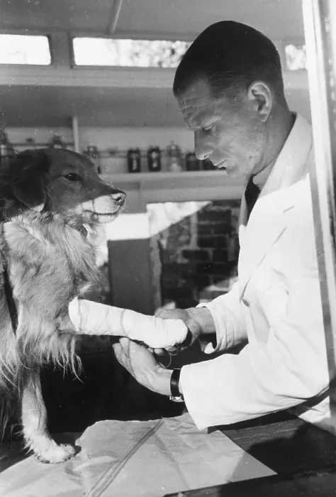 Framed Print : PDSA Patient Framed Print : PDSA Patient
