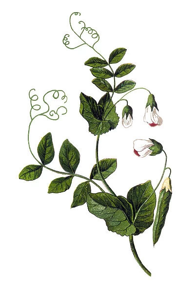 Pea (Pisum sativum)