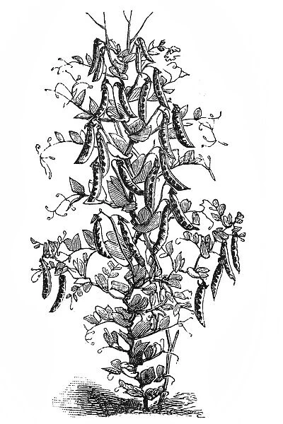 Pea plant. Antique illustration of a Pea plant